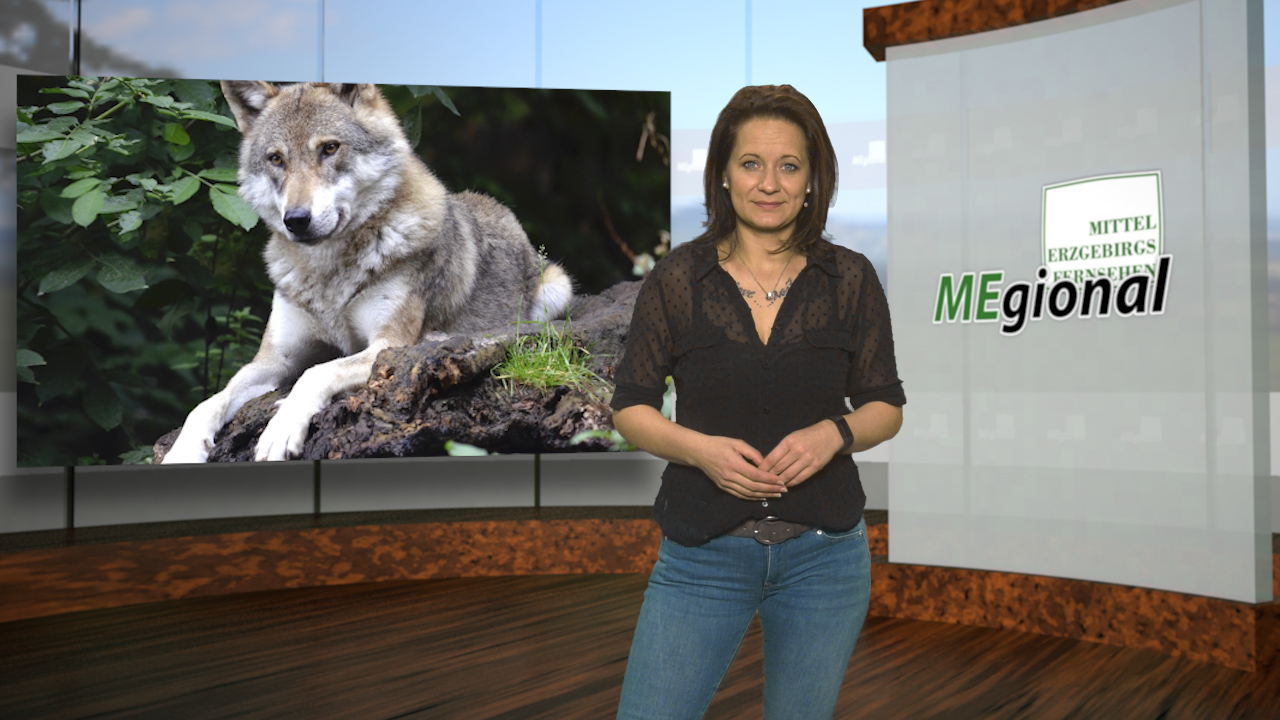 MEgional am 18. April 2019 im Gespräch mit der erzgebirgischen Wolfsbeauftragten