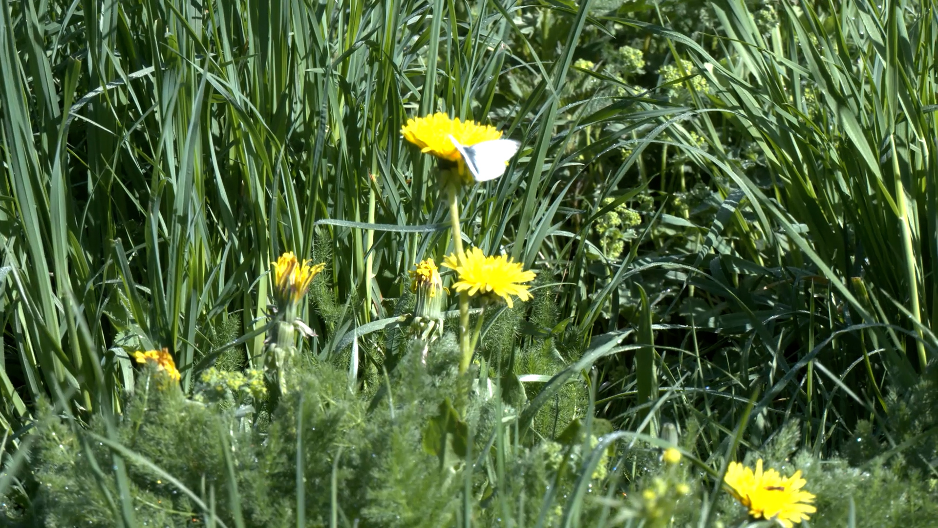 MEgional am 19. Mai 2022 - mit dem neuen Kreisnaturschutzbeauftragten